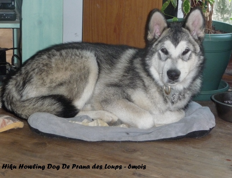 Hiku howling dog De Prana Des Loups