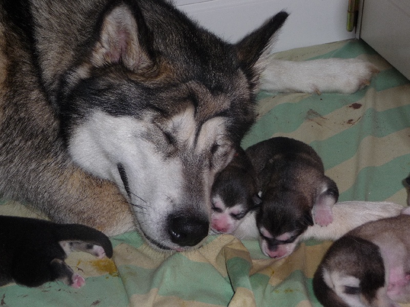De Prana Des Loups - Alaskan Malamute - Portée née le 13/01/2012