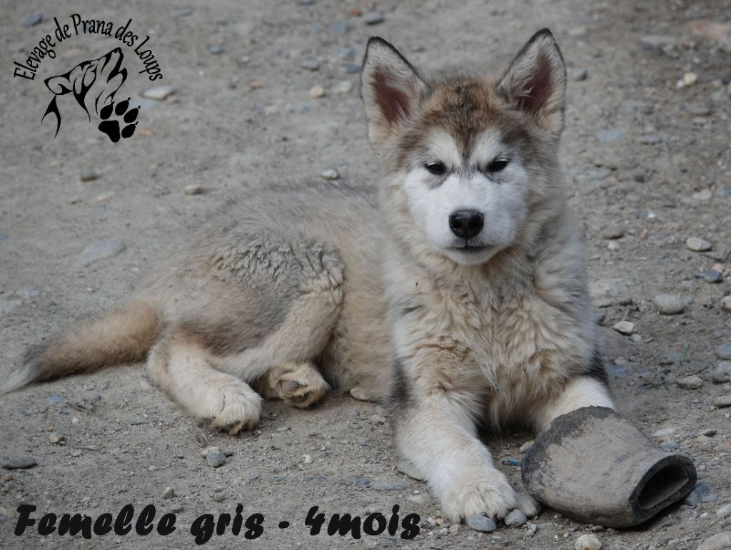 De Prana Des Loups - Chiot disponible  - Alaskan Malamute