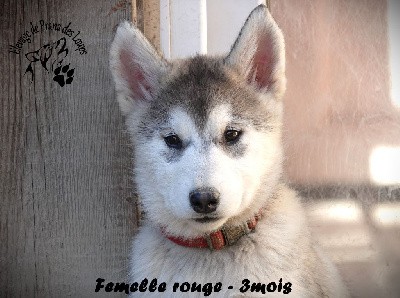 CHIOT collier rouge
