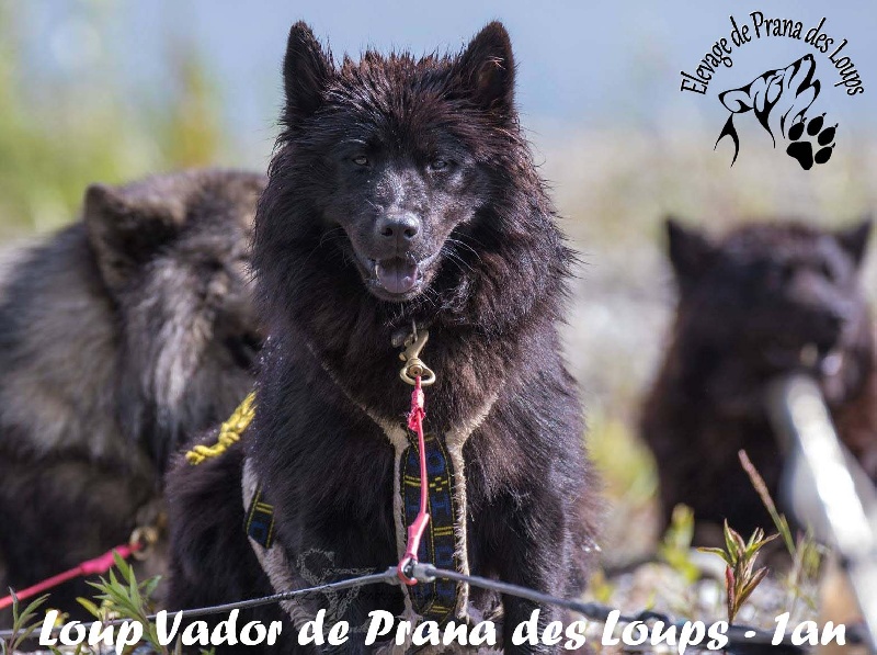 Loup vador De Prana Des Loups
