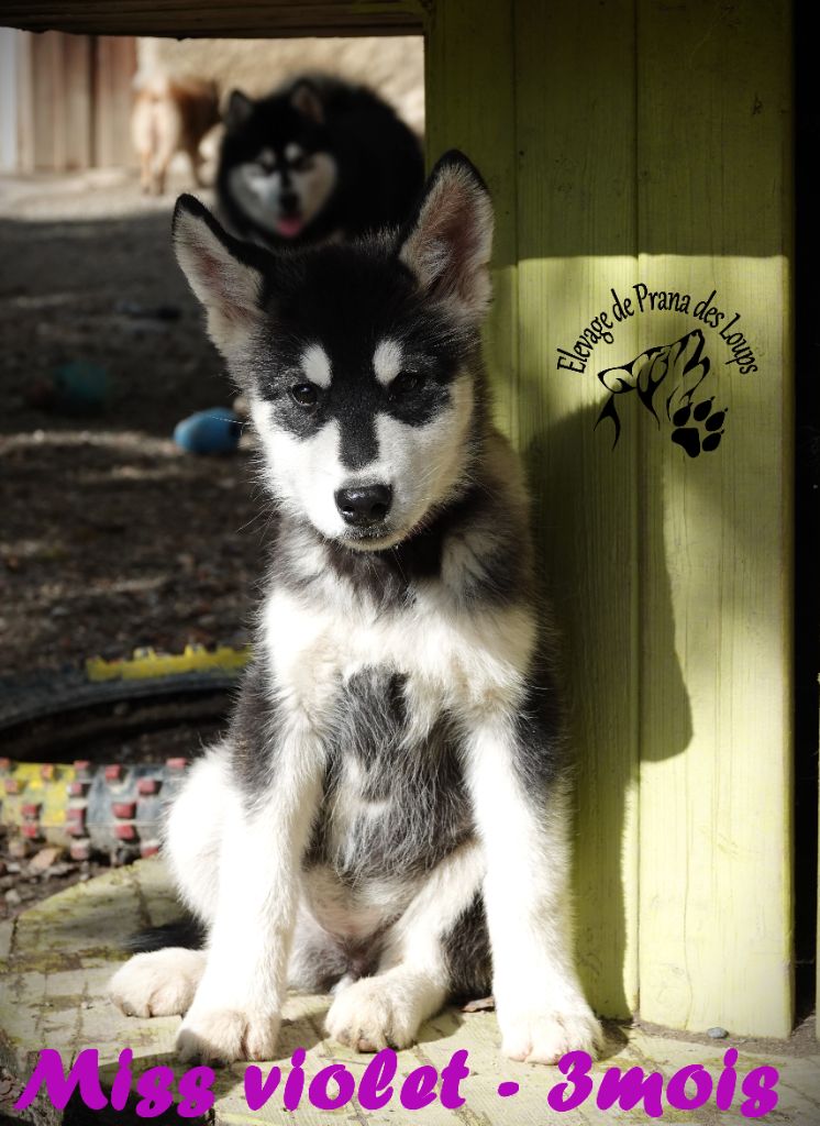 De Prana Des Loups - Chiot disponible  - Alaskan Malamute