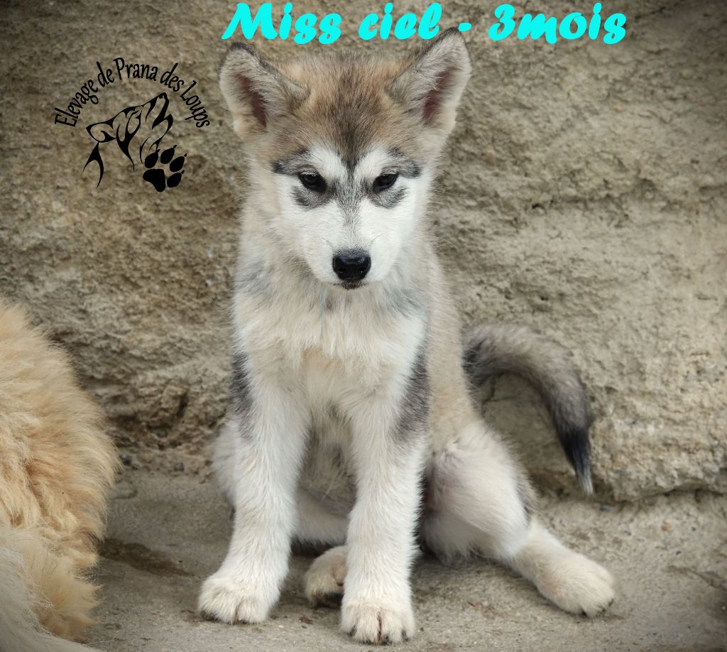 De Prana Des Loups - Chiot disponible  - Alaskan Malamute