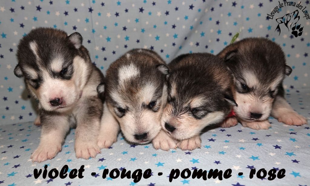 De Prana Des Loups - Chiot disponible  - Alaskan Malamute