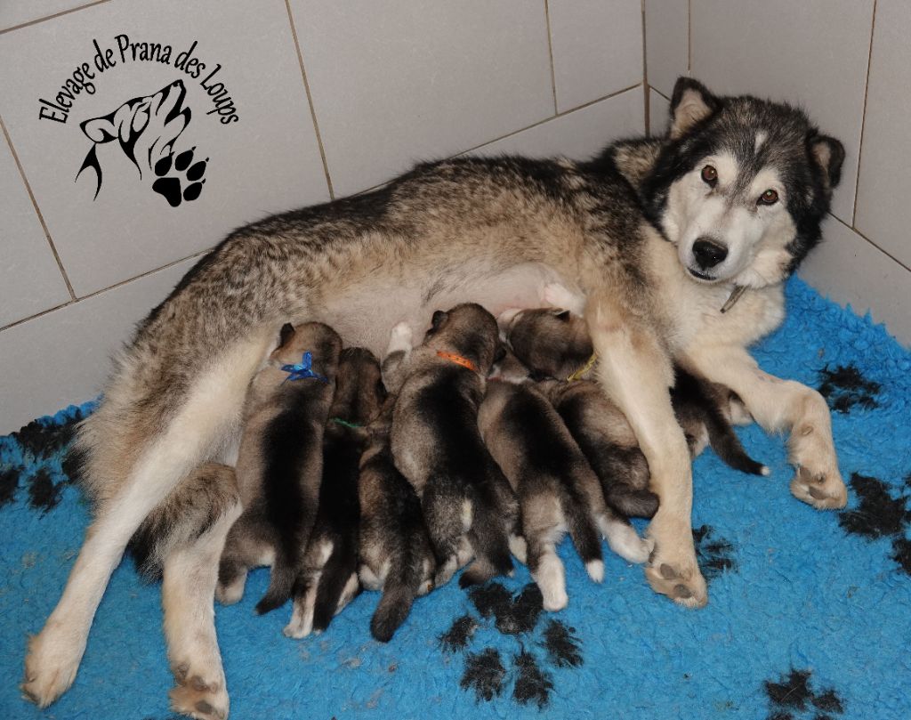 chiot Alaskan Malamute De Prana Des Loups