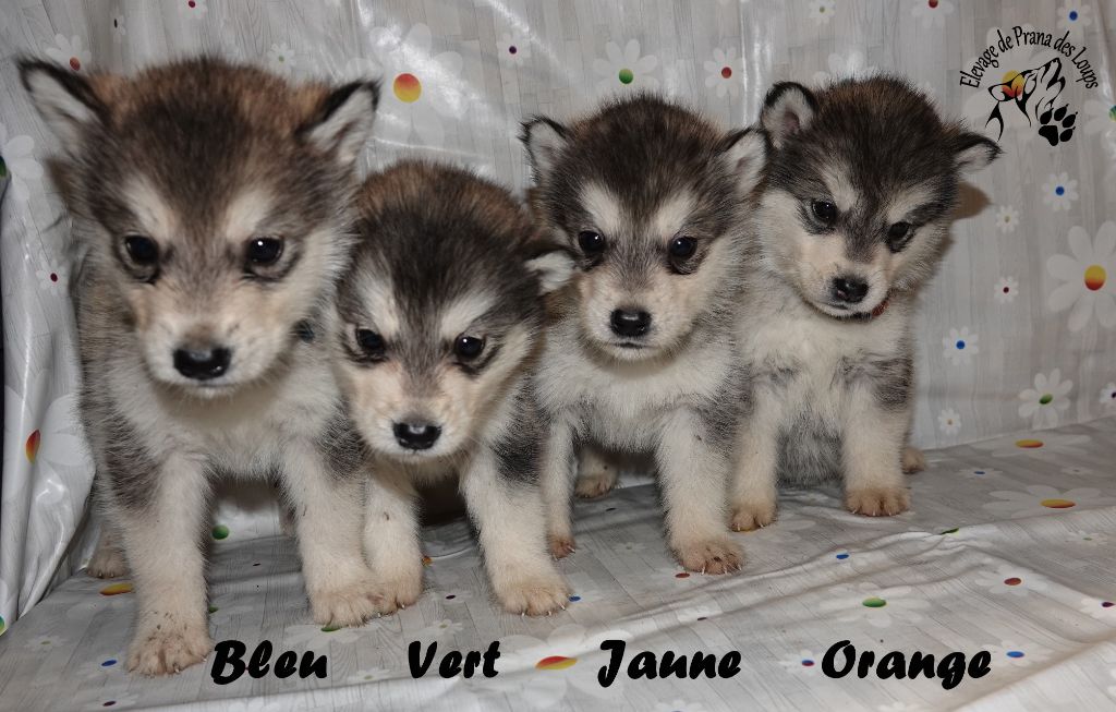 De Prana Des Loups - Chiot disponible  - Alaskan Malamute