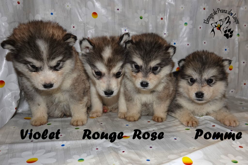 De Prana Des Loups - Chiot disponible  - Alaskan Malamute