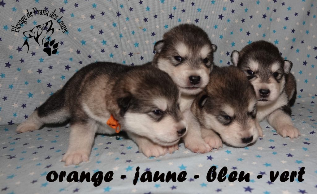 De Prana Des Loups - Chiot disponible  - Alaskan Malamute