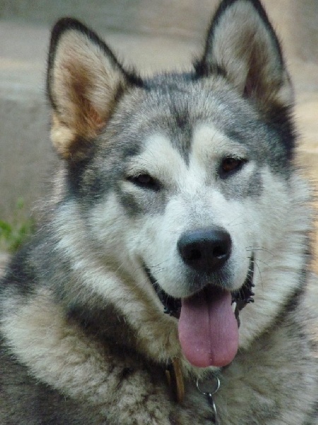 Hiku howling dog De Prana Des Loups