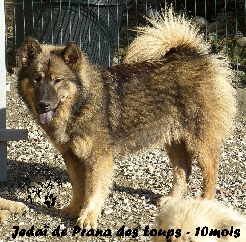 Jedaï De Prana Des Loups