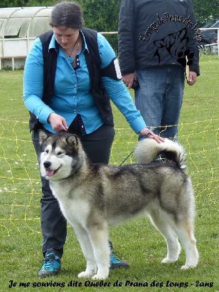 Je me souviens De Prana Des Loups