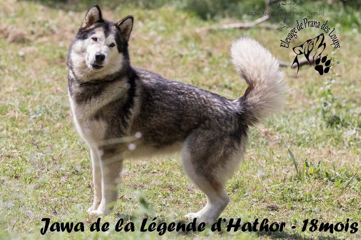 Jawa De La Légende D'Hathor