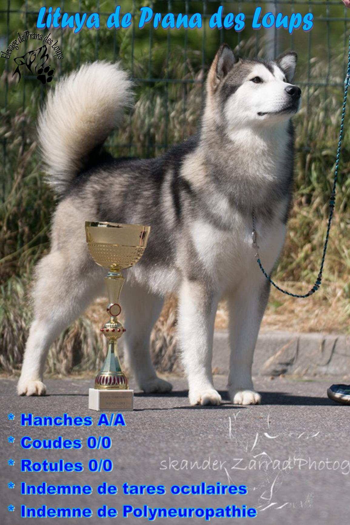 CH. Lituya De Prana Des Loups
