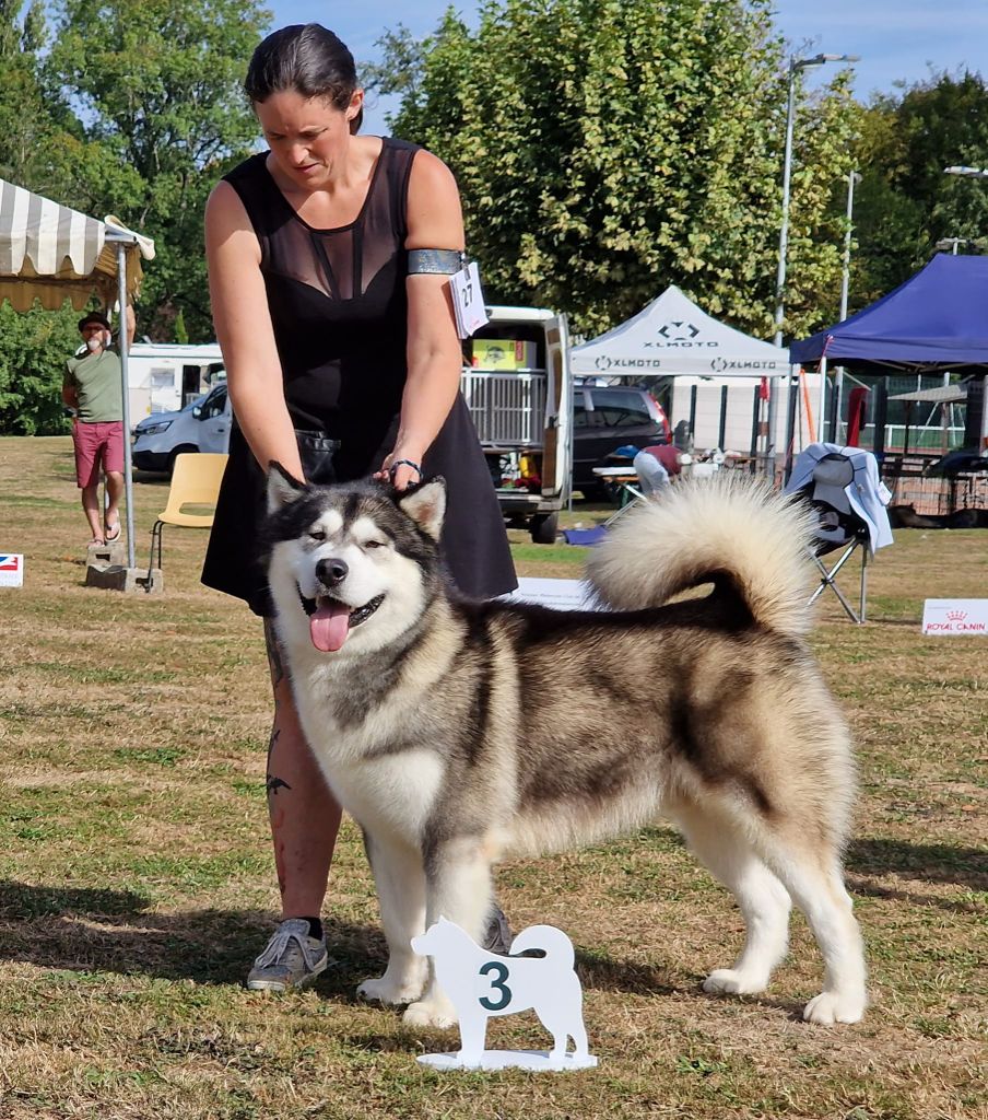 CH. Ans Enearian Gray wolf'heart