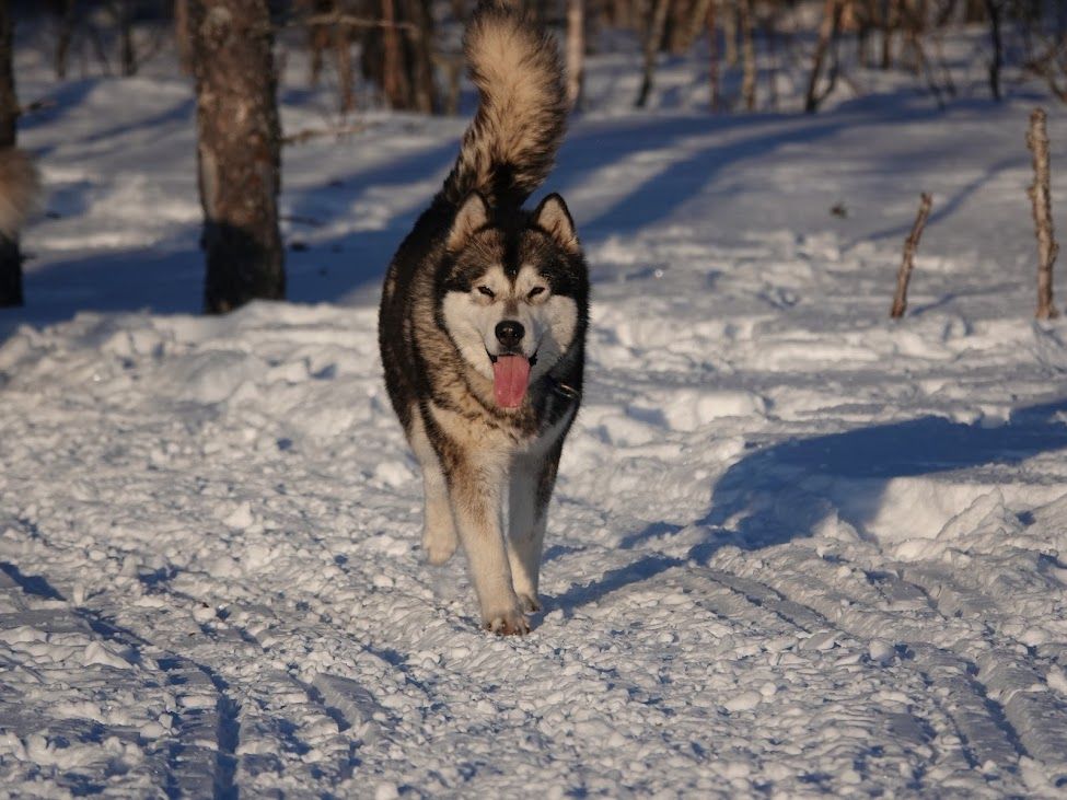 CH. Ralaaq qinu De Prana Des Loups
