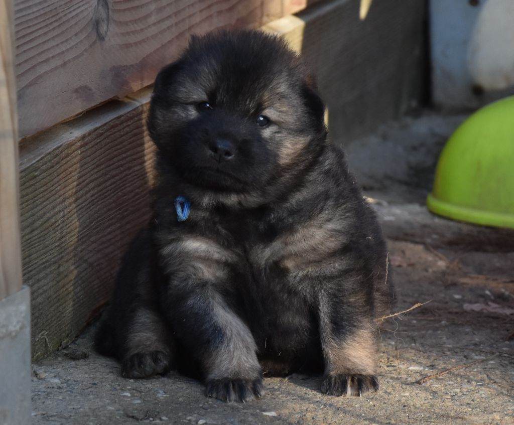 De Prana Des Loups - Chiots EURASIERS disponibles, parents champions