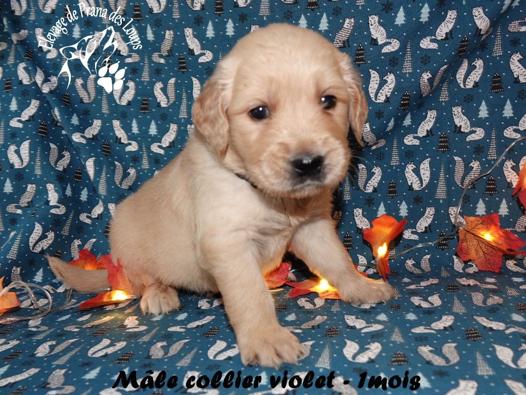 De Prana Des Loups - Chiots disponibles - Golden Retriever