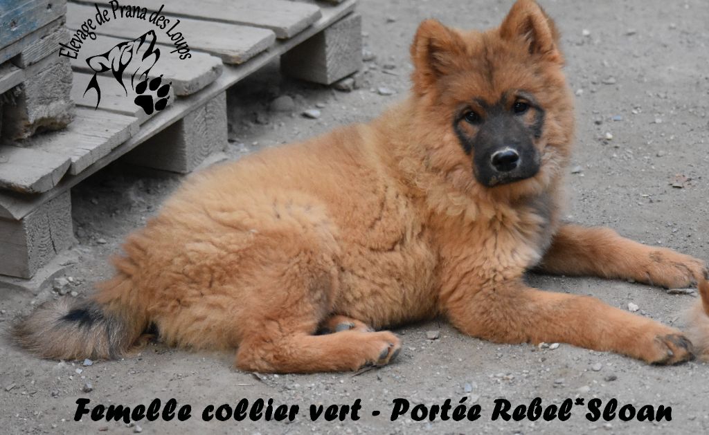 De Prana Des Loups - Chiots disponibles - Eurasier