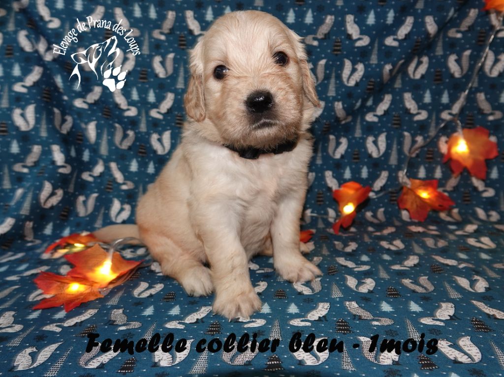 De Prana Des Loups - Chiots disponibles - Golden Retriever