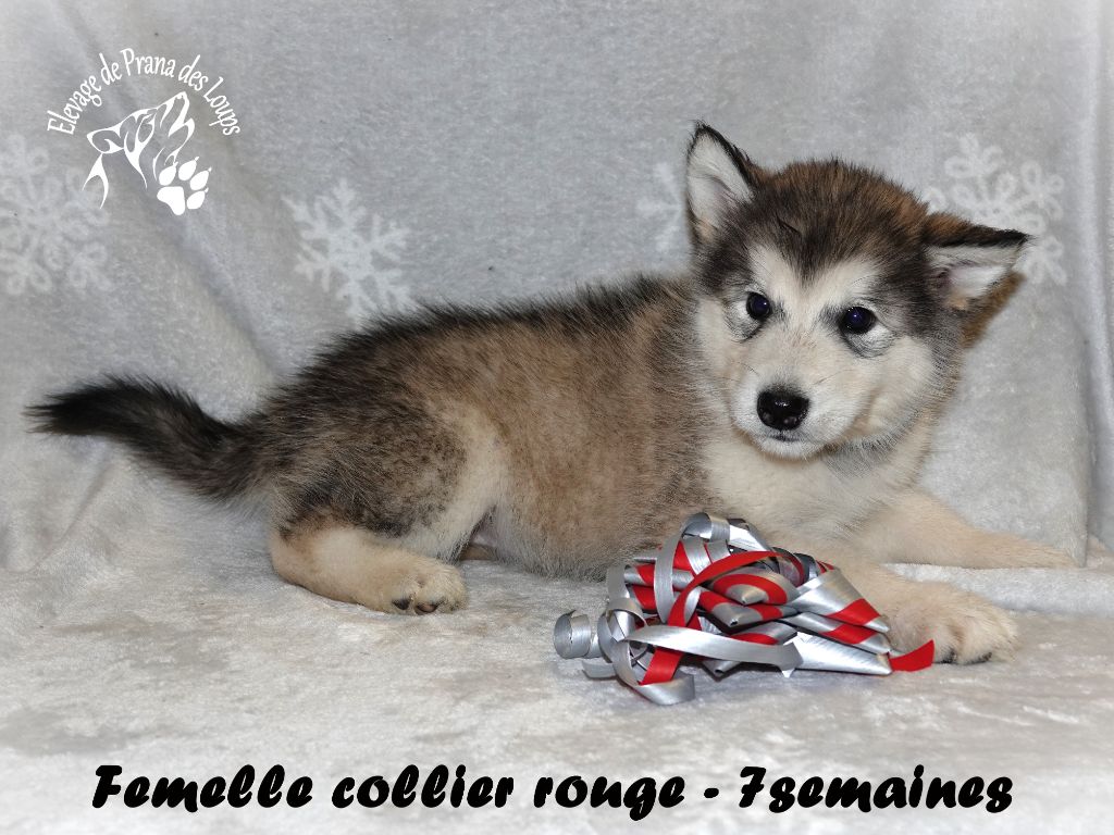 De Prana Des Loups - Chiots disponibles - Alaskan Malamute