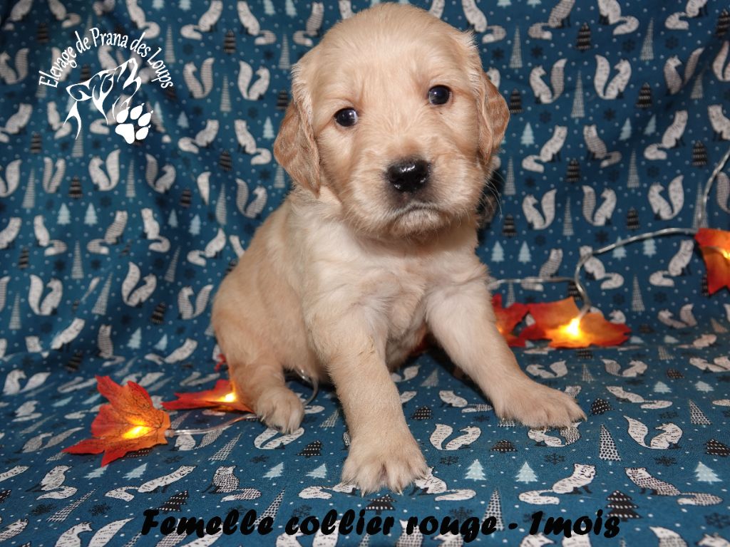 De Prana Des Loups - Chiots disponibles - Golden Retriever