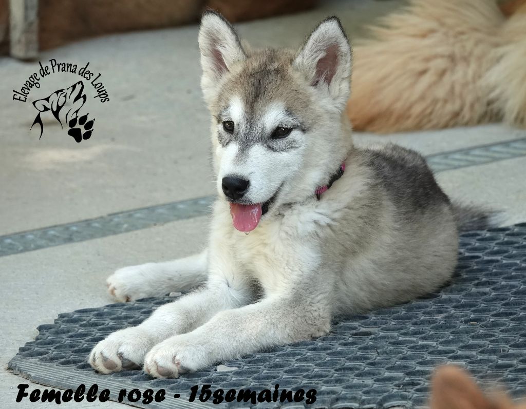 De Prana Des Loups - Chiots disponibles - Alaskan Malamute