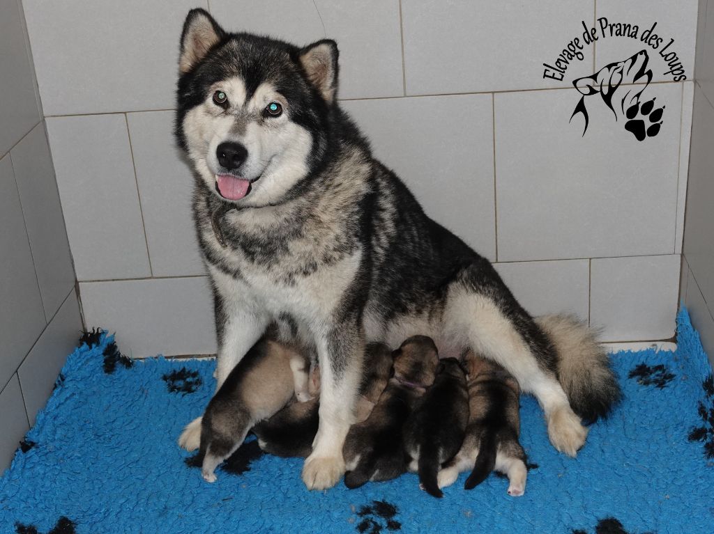 De Prana Des Loups - Alaskan Malamute - Portée née le 09/10/2025