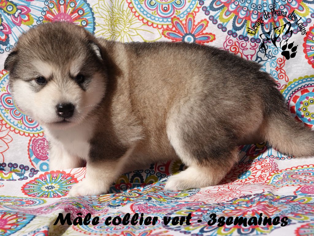 De Prana Des Loups - Chiots disponibles - Alaskan Malamute