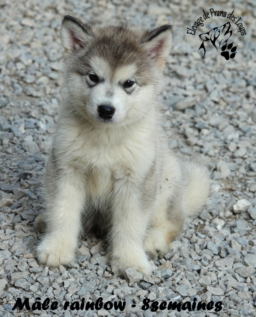 De Prana Des Loups - Chiots disponibles - Alaskan Malamute