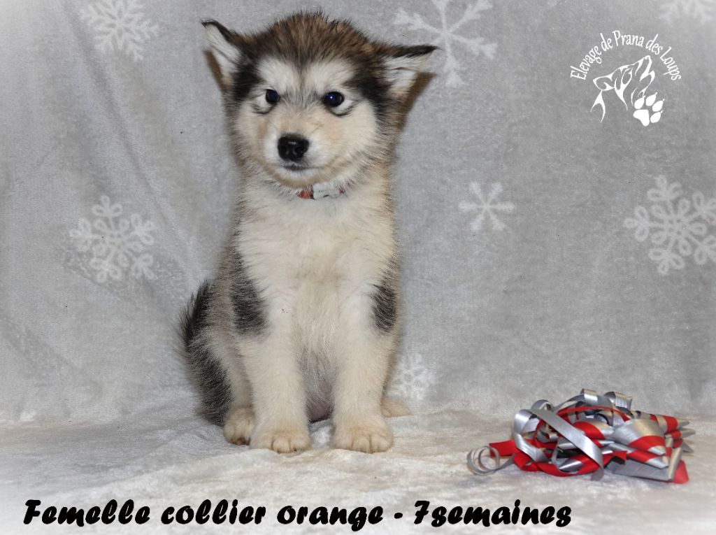 De Prana Des Loups - Chiots disponibles - Alaskan Malamute