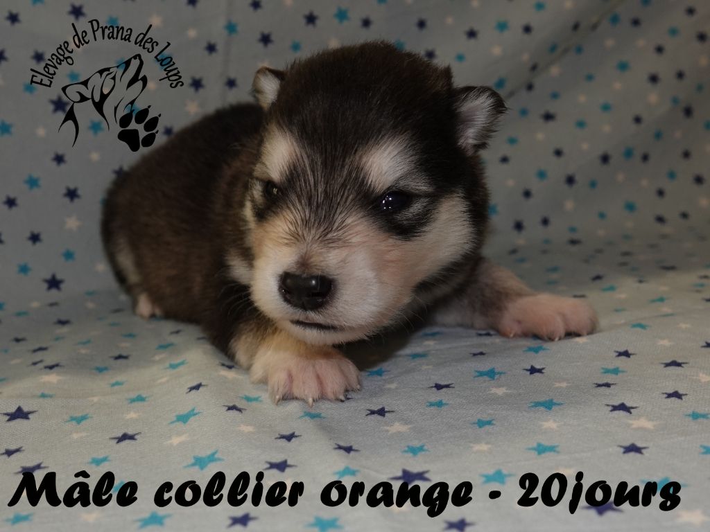 De Prana Des Loups - Chiots disponibles - Alaskan Malamute