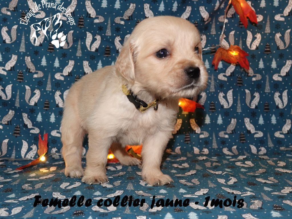 De Prana Des Loups - Chiots disponibles - Golden Retriever