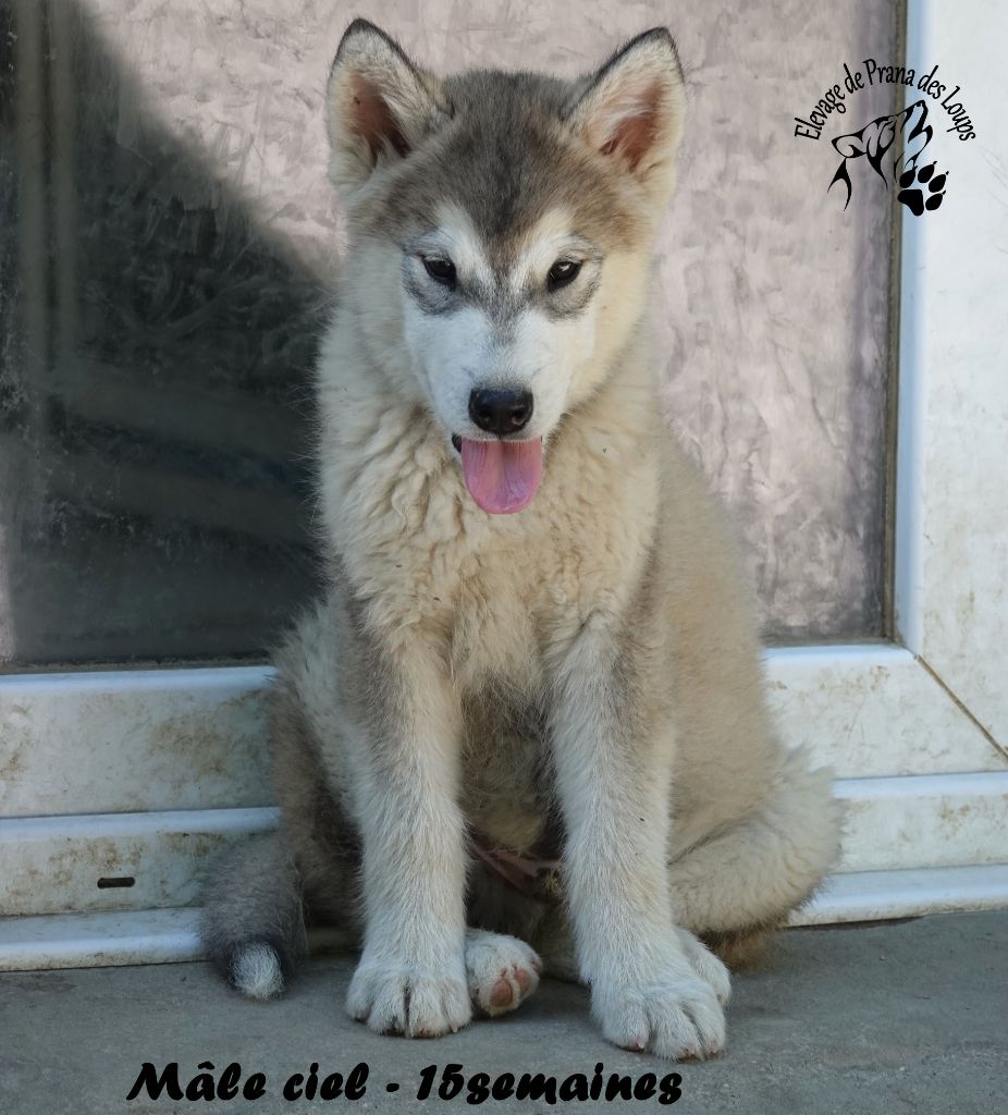 De Prana Des Loups - Chiots disponibles - Alaskan Malamute