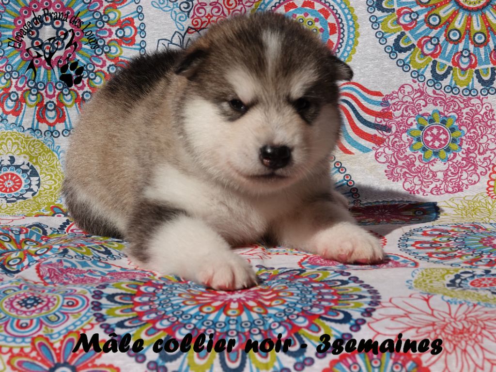 De Prana Des Loups - Chiots disponibles - Alaskan Malamute