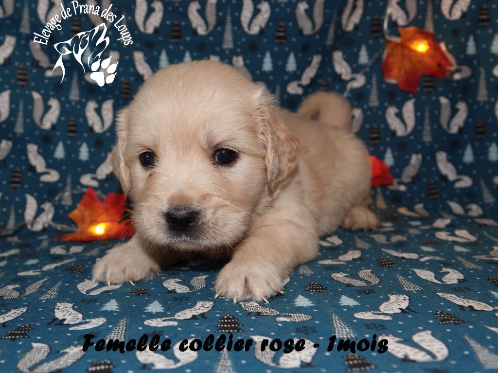 De Prana Des Loups - Chiots disponibles - Golden Retriever