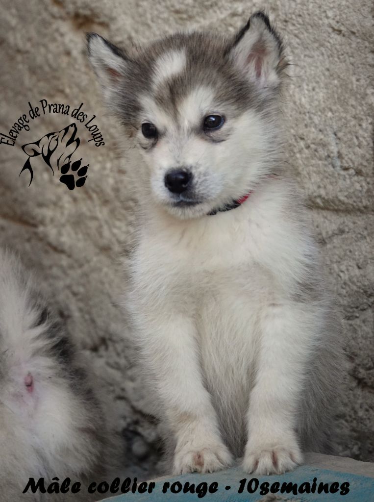 De Prana Des Loups - Chiots disponibles - Alaskan Malamute