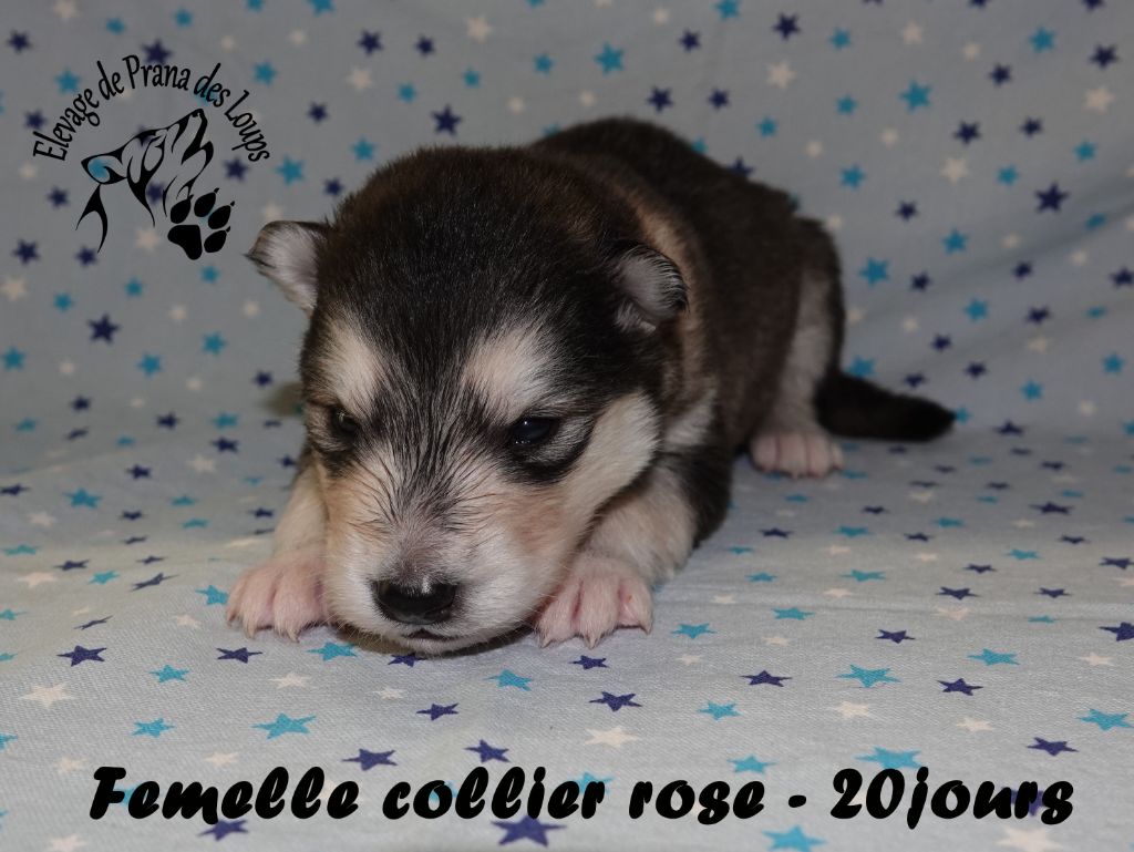 De Prana Des Loups - Chiots disponibles - Alaskan Malamute