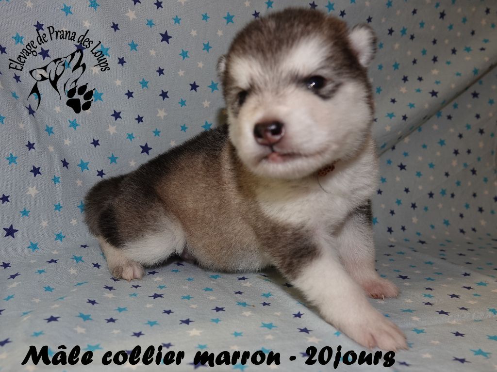 De Prana Des Loups - Chiots disponibles - Alaskan Malamute