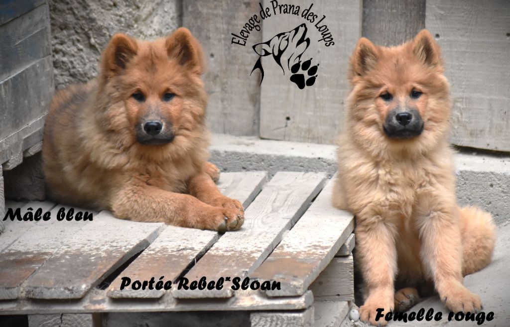 De Prana Des Loups - Eurasier - Portée née le 26/06/2023