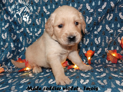CHIOT collier vioket