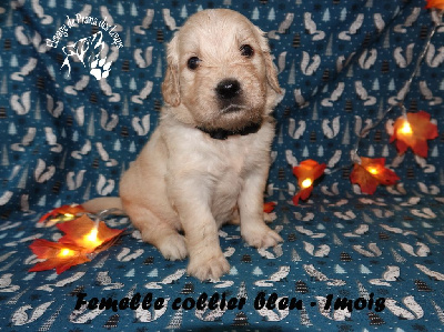 CHIOT collier bleu