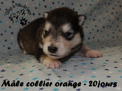 collier orange