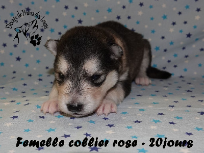collier rose