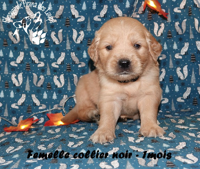CHIOT collier noir