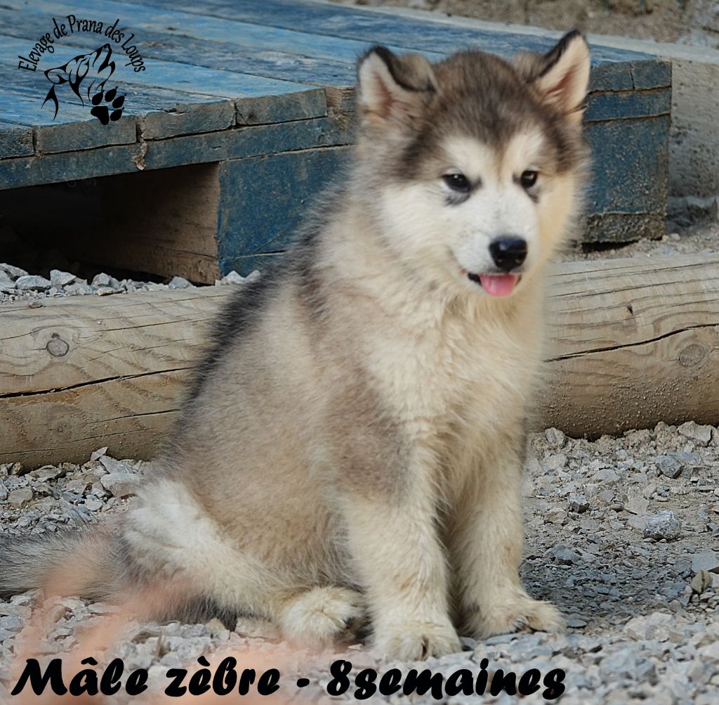 De Prana Des Loups - Chiots disponibles - Alaskan Malamute