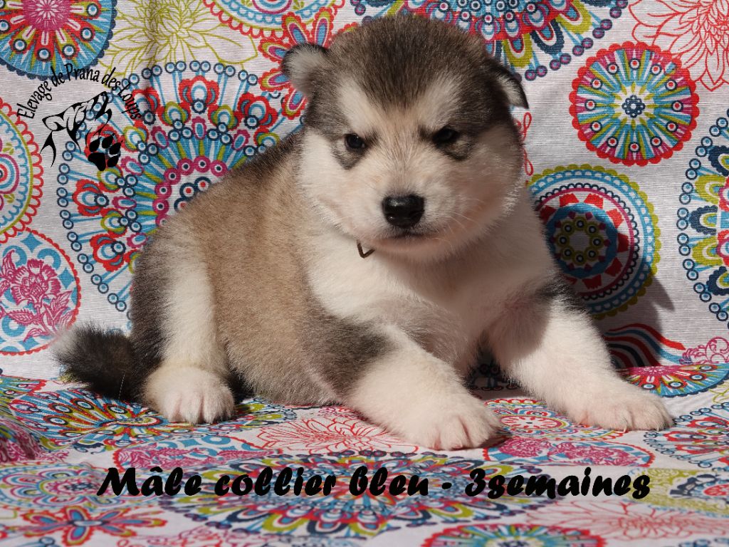 De Prana Des Loups - Chiots disponibles - Alaskan Malamute
