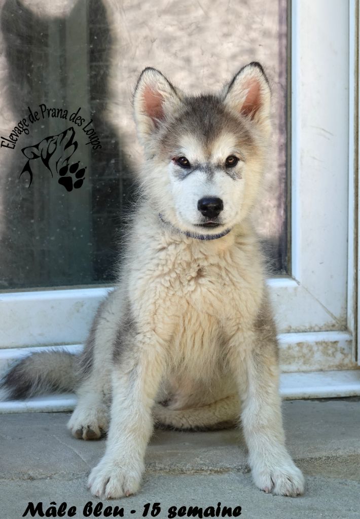 De Prana Des Loups - Chiots disponibles - Alaskan Malamute
