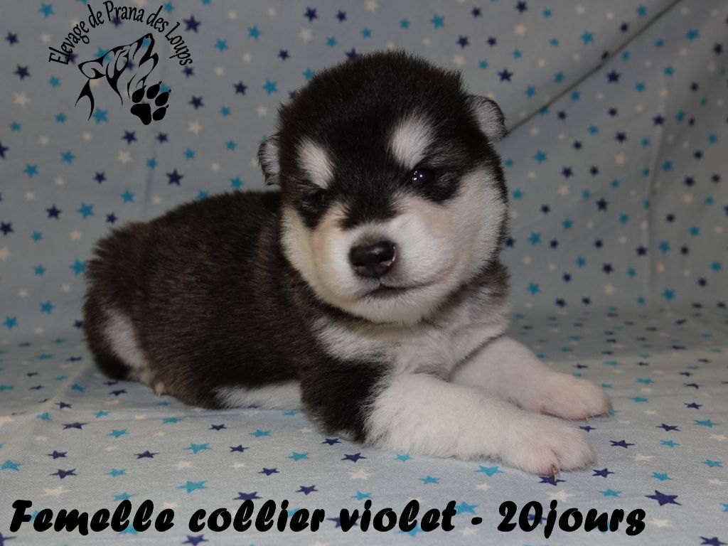 De Prana Des Loups - Chiots disponibles - Alaskan Malamute