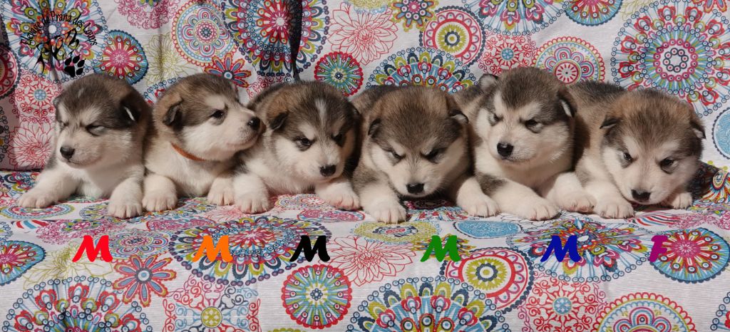 Chiot Alaskan Malamute De Prana Des Loups