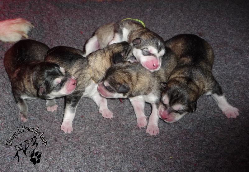 De Prana Des Loups - Alaskan Malamute - Portée née le 05/06/2013